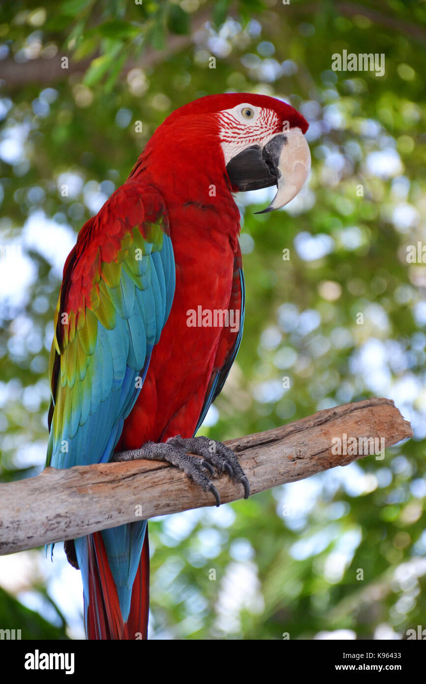 Portrait Of Amazon Macaw Parrot Stock Photo Alamy