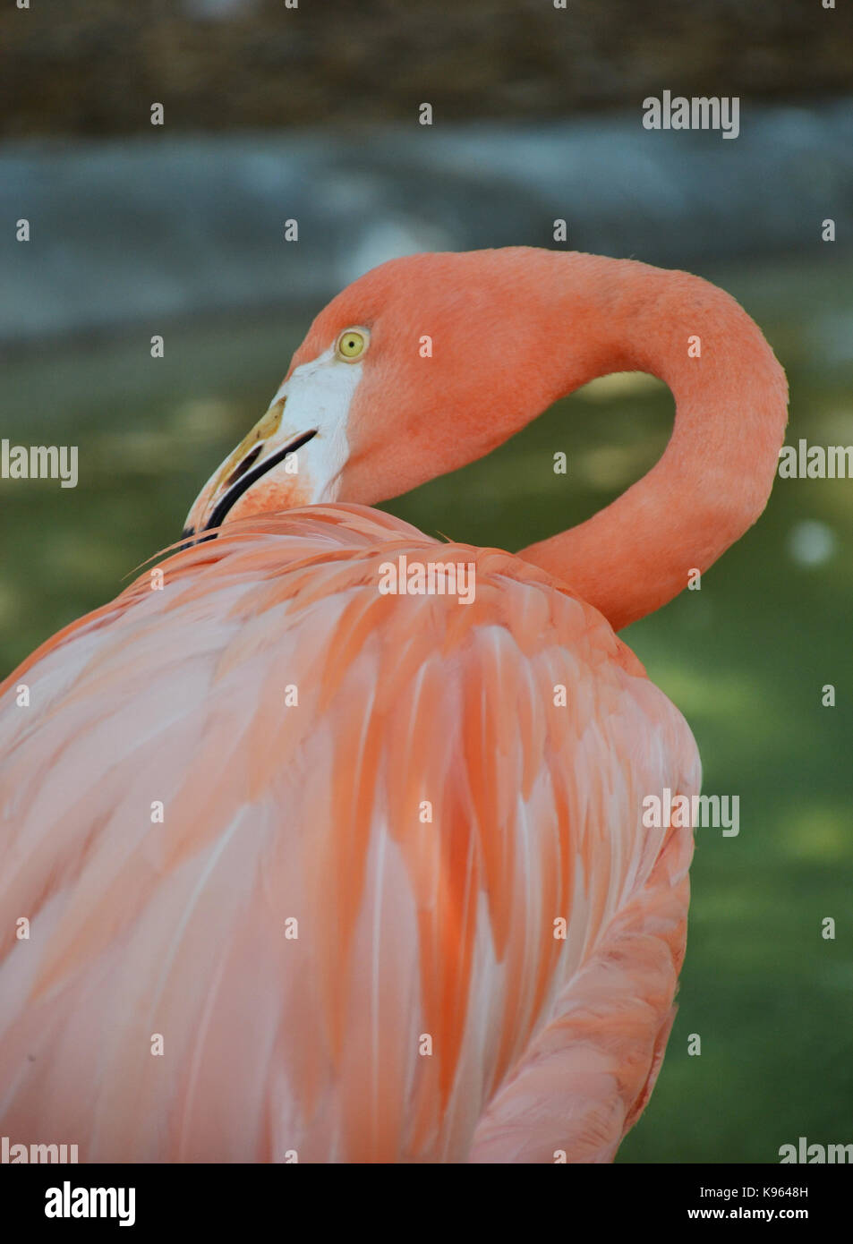 Flamingo beach aruba hi-res stock photography and images - Alamy
