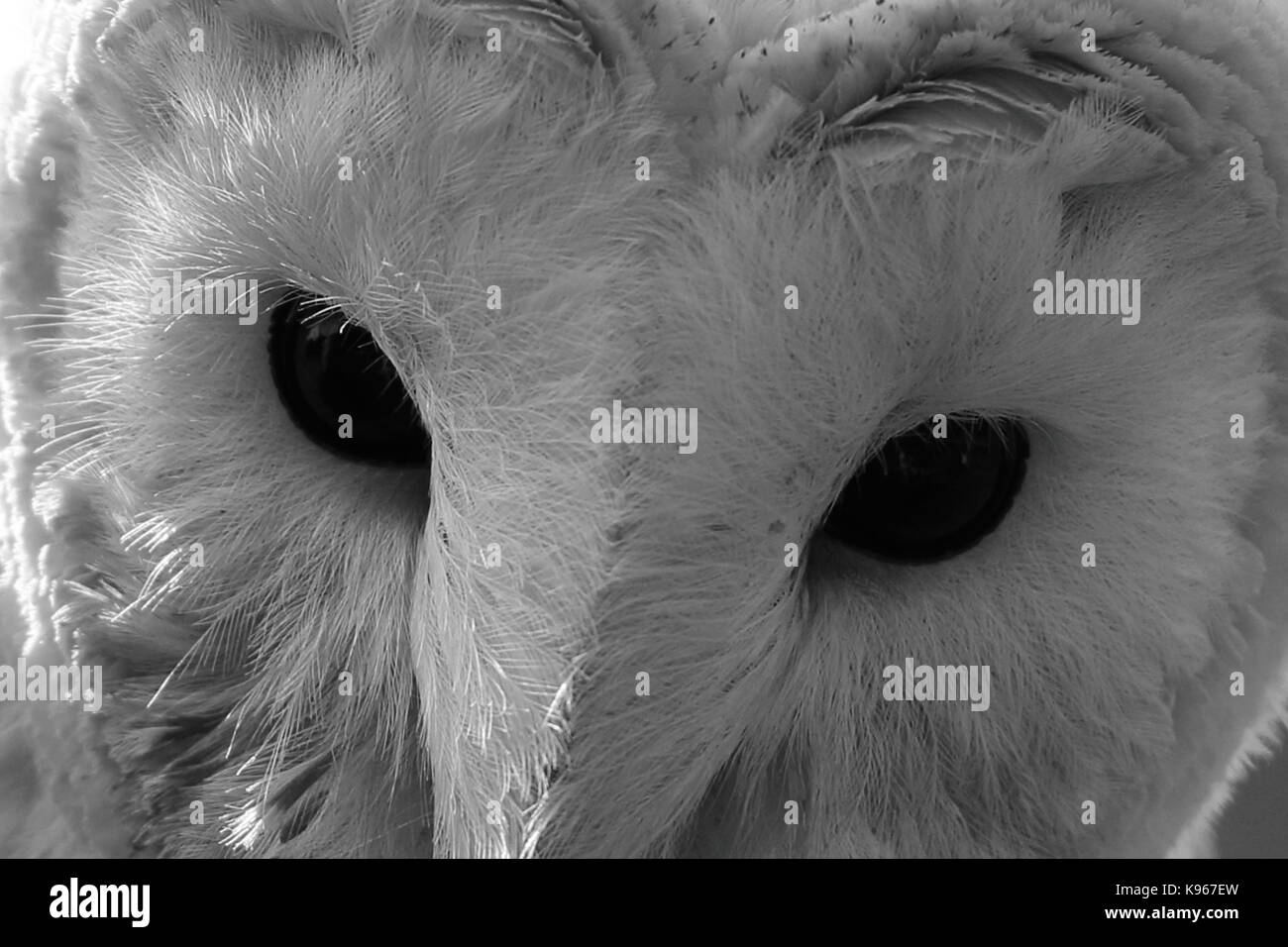 Barn Owl,Tyto alba, close up in black and white. UK Stock Photo