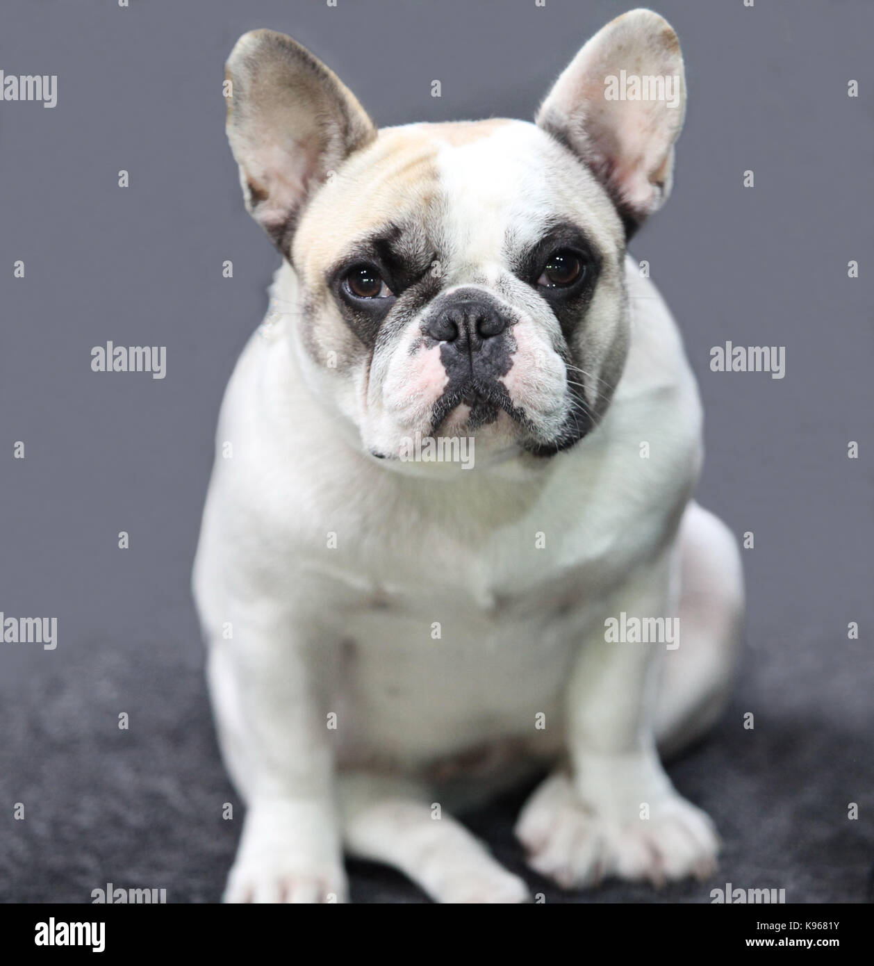 French bulldog the puppy close-up Stock Photo