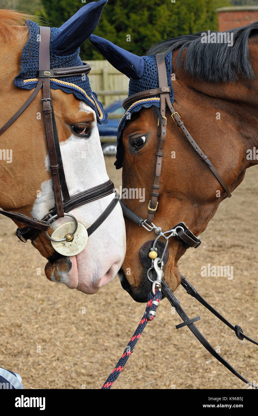 tow horses nose to nose kissing each other. Stock Photo