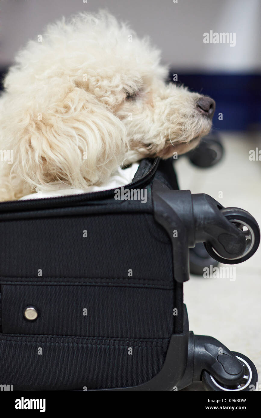 Dog laying in baggage closeup in black suitcase Stock Photo Alamy