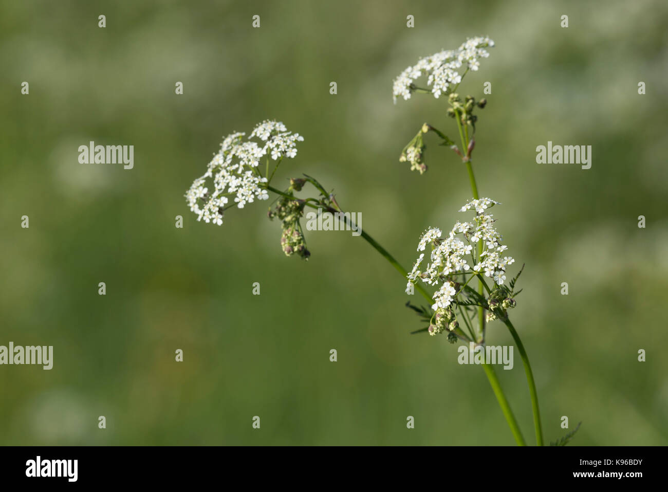 White Umbels of Cow Parsley Stock Photo