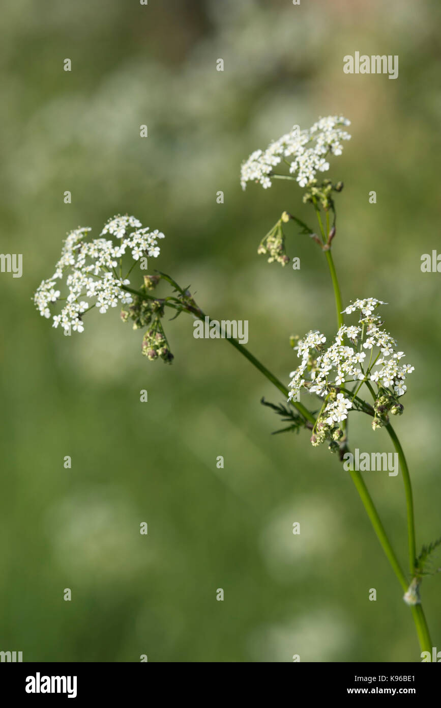 White Umbels of Cow Parsley Stock Photo - Alamy