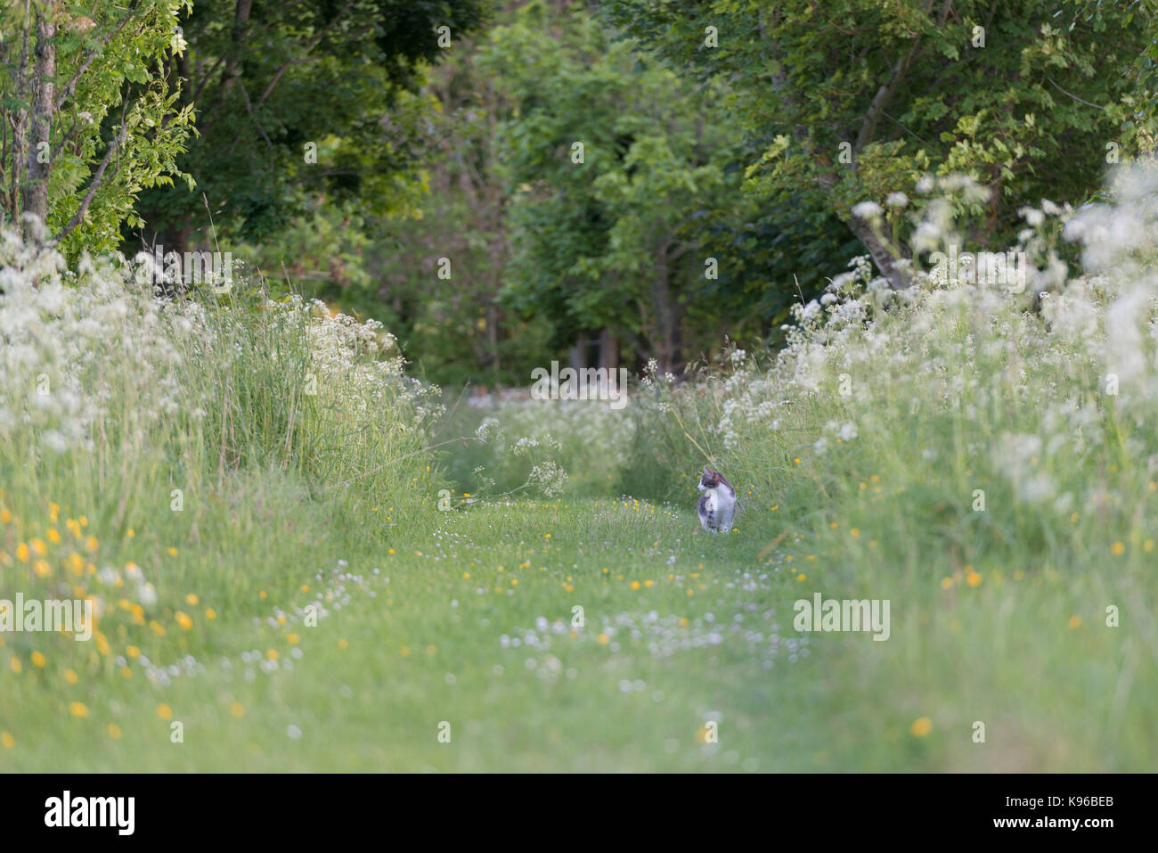 A Grey and White Pet Cat Hunting on a Grass Path Lined with Cow Parsley (Anthriscus Sylvestris) Stock Photo