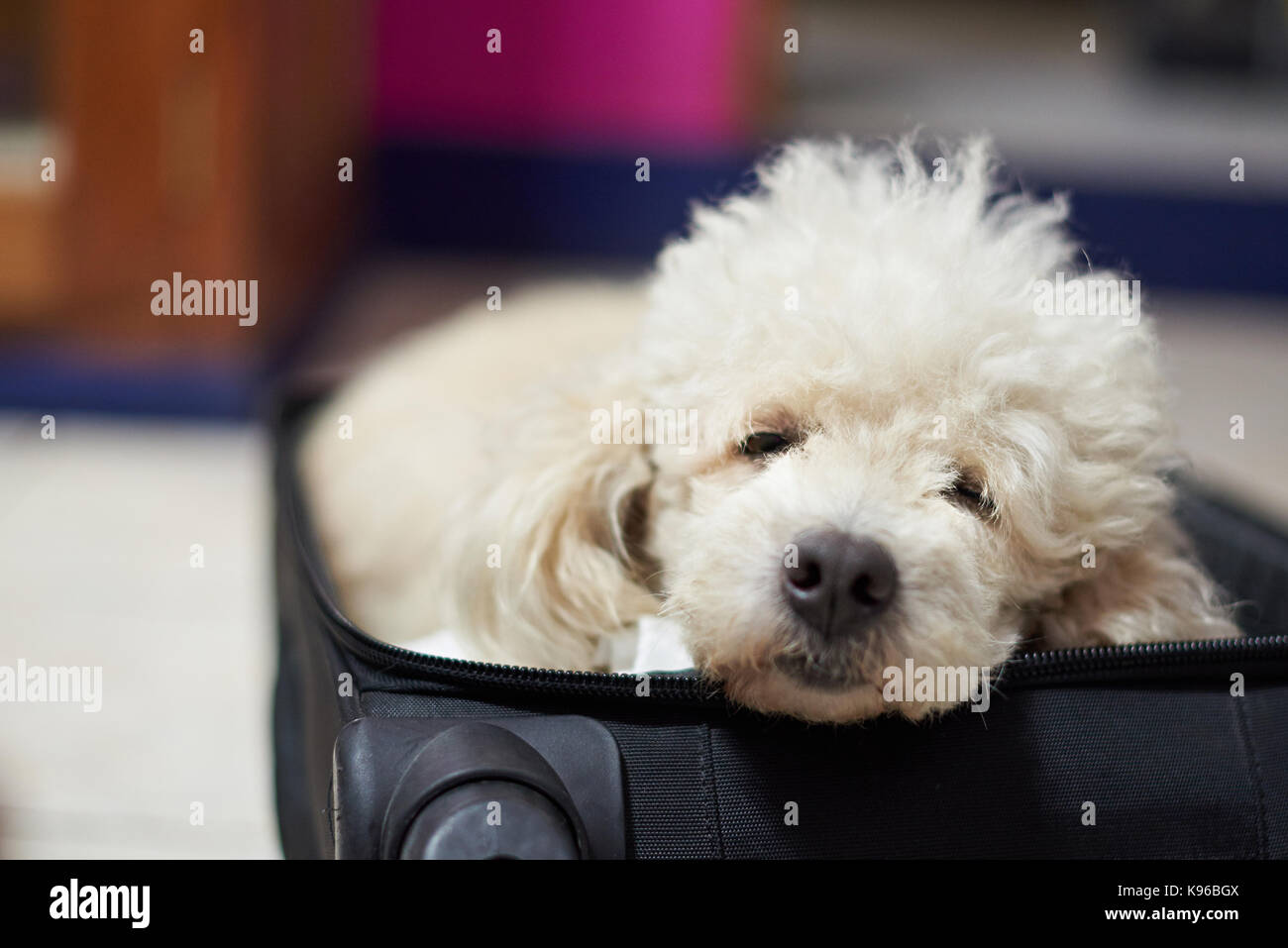 Close-up of dog sleeping inside black suitcase Stock Photo