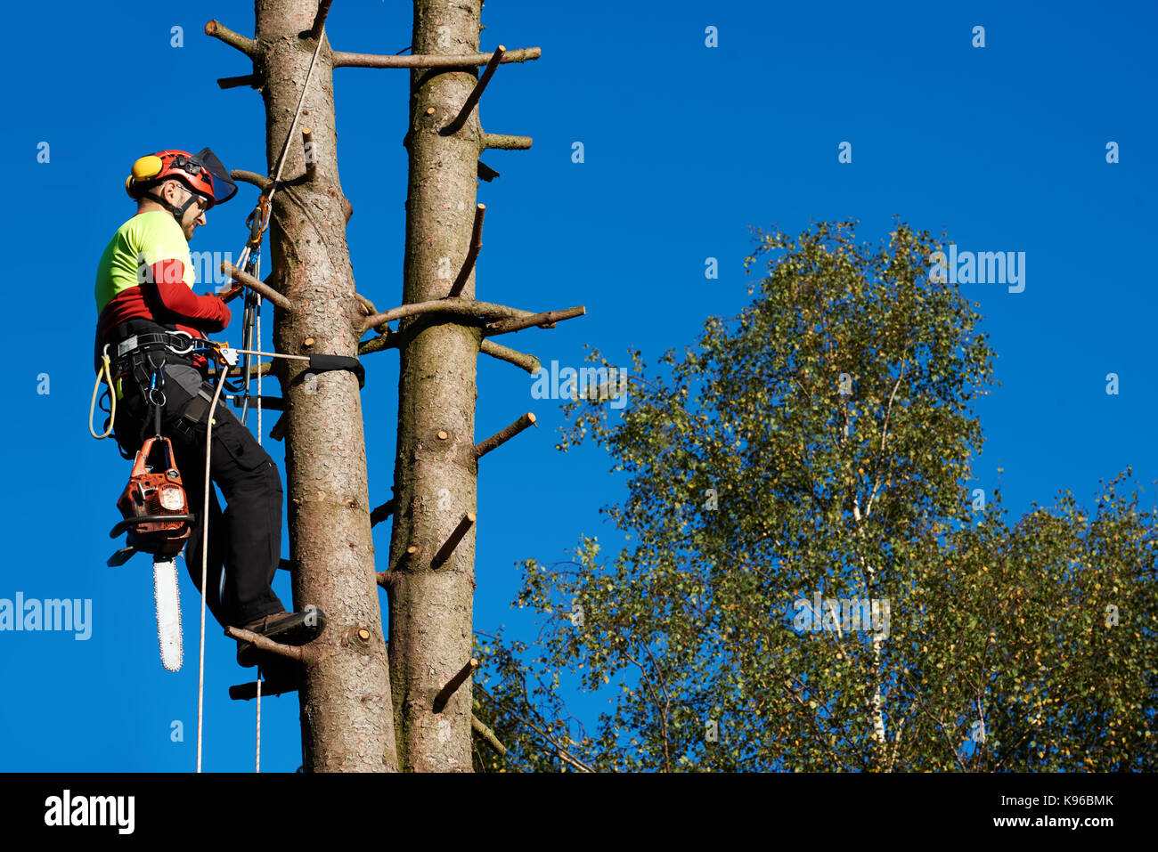 Lumberjack with saw and harness climbing a tree Stock Photo