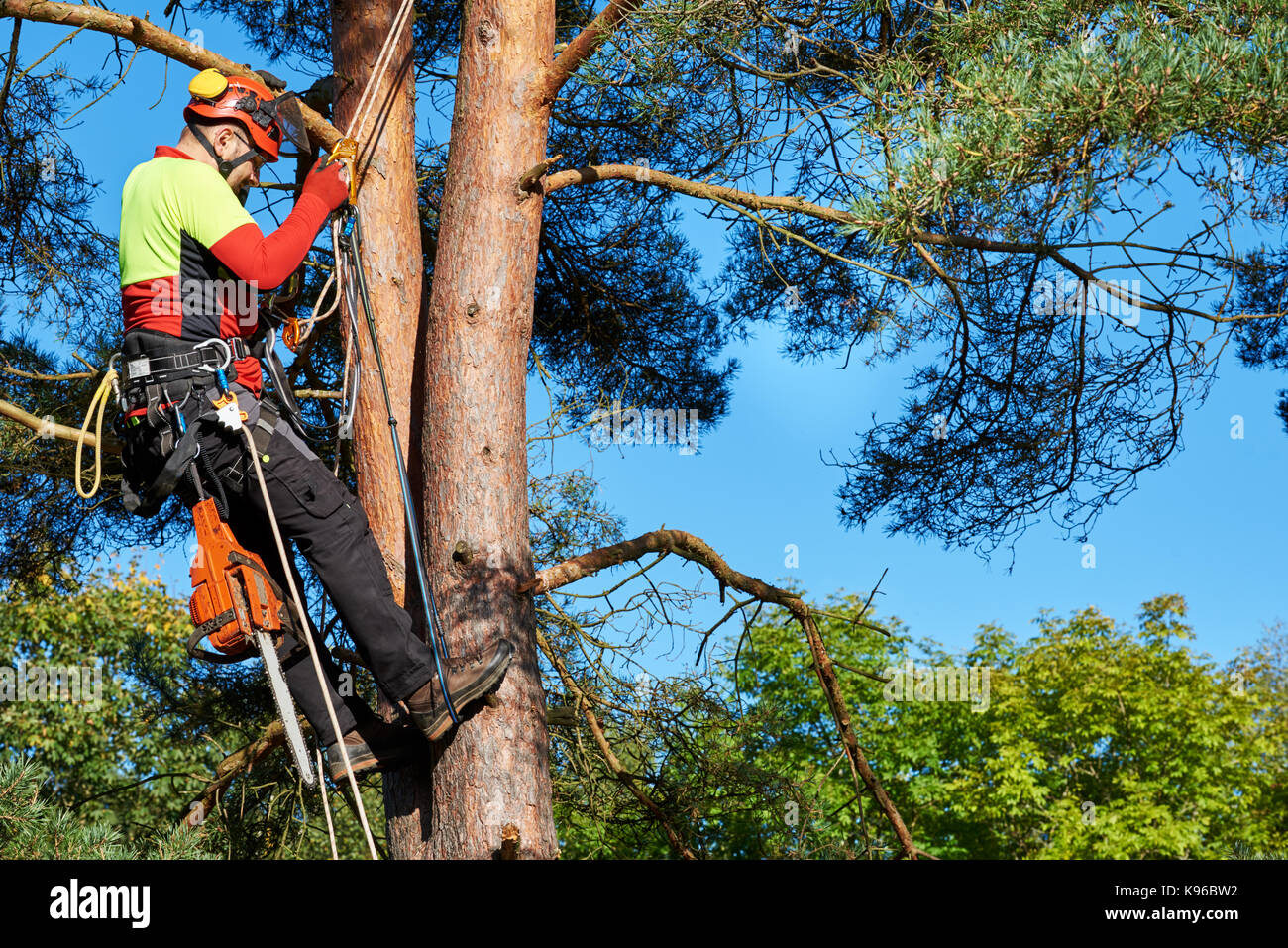 Lumberjack with saw and harness climbing a tree Stock Photo