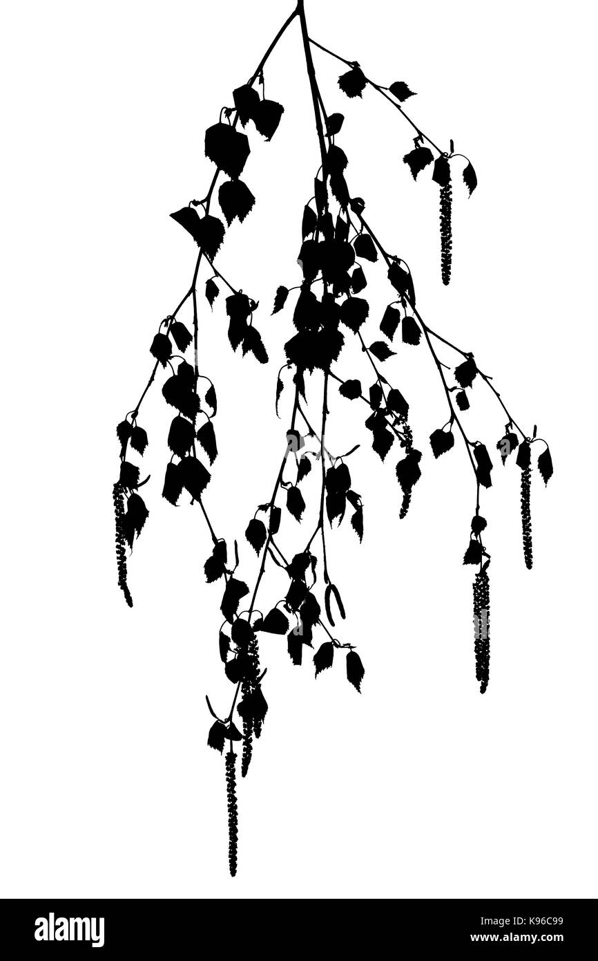 Silhouettes of birch twigs with catkins on a white   background. Stock Photo