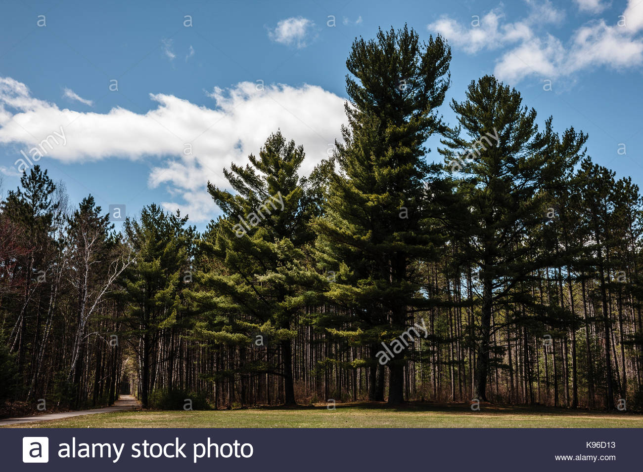 Spring In Vilas Park >> The Vilas County Bike Path Cuts Through The Northwoods Forest Within Spring In Vilas Park >> The Vilas County Bike Path Cuts Through The Northwoods Forest Within