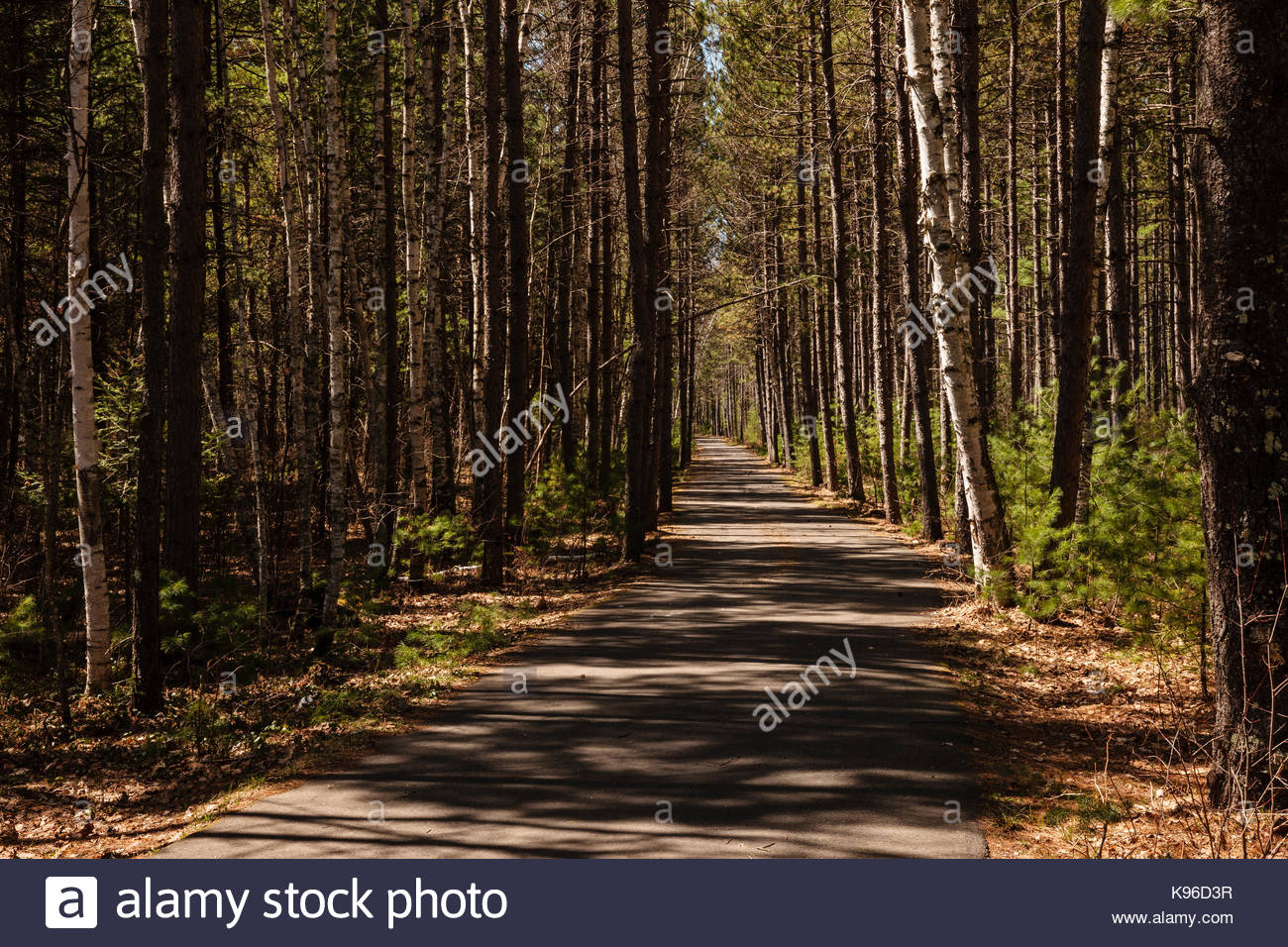 Spring In Vilas Park >> The Bike Trail Through Cyrstal Muskellunge State Park Sayner Stock Spring In Vilas Park >> The Bike Trail Through Cyrstal Muskellunge State Park Sayner Stock