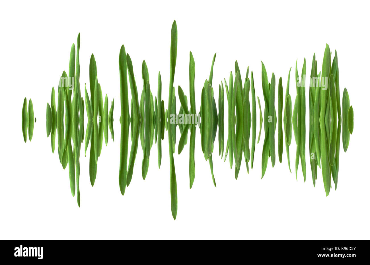 Blades of grass in a row, mirrored as if in water, creating the appearance of a soundwave. Isolated on white background. Stock Photo