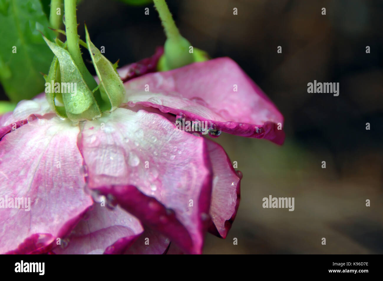 Three water drops dangle from the petal of a bright pink rose at the Gardens of the American Rose Center in Shreveport, Louisiana. Stock Photo