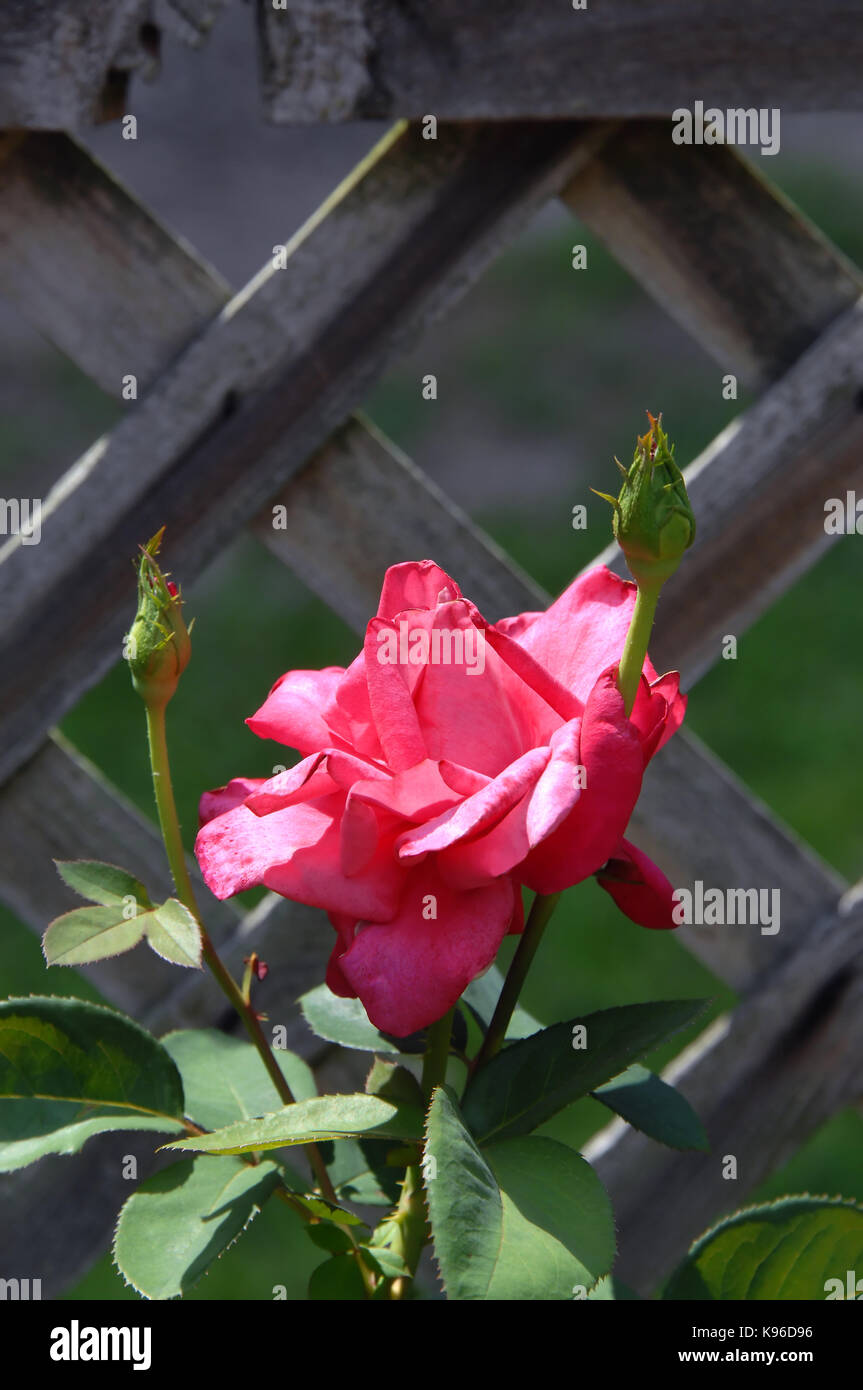 Rustic fence backs a bright pink rose at the Garden of the American Rose Center in Shreveport, Louisiana.  Two rose buds await their turn to bloom aro Stock Photo