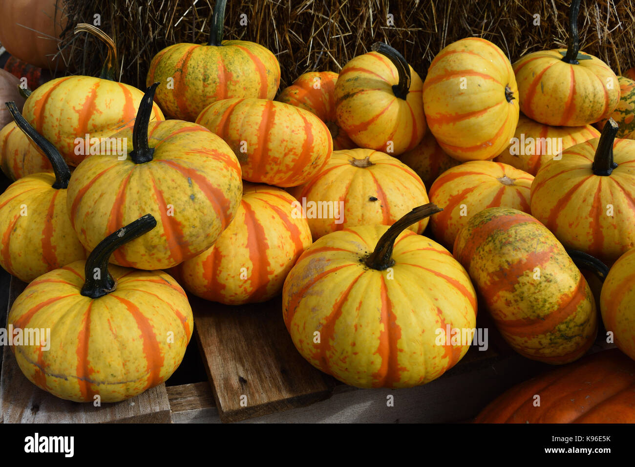 Yellow gourds hires stock photography and images Alamy