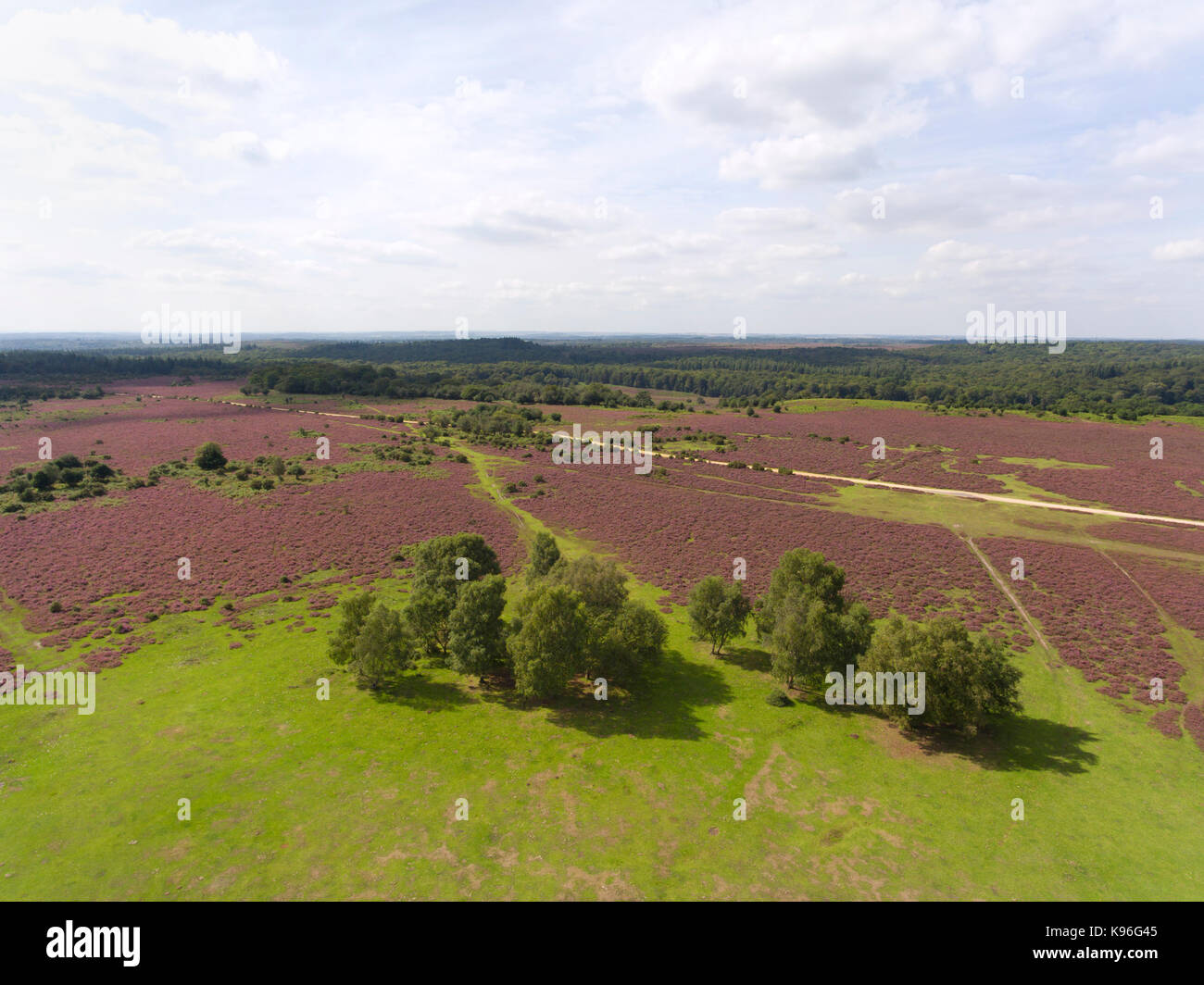 Aerial view of purple heather fields, pastures, walking paths in rural English countryside . Stock Photo