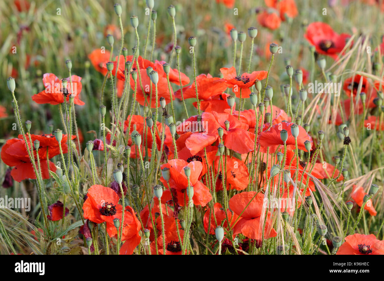A large group common poppies ( Papaver rhoeas ) Stock Photo