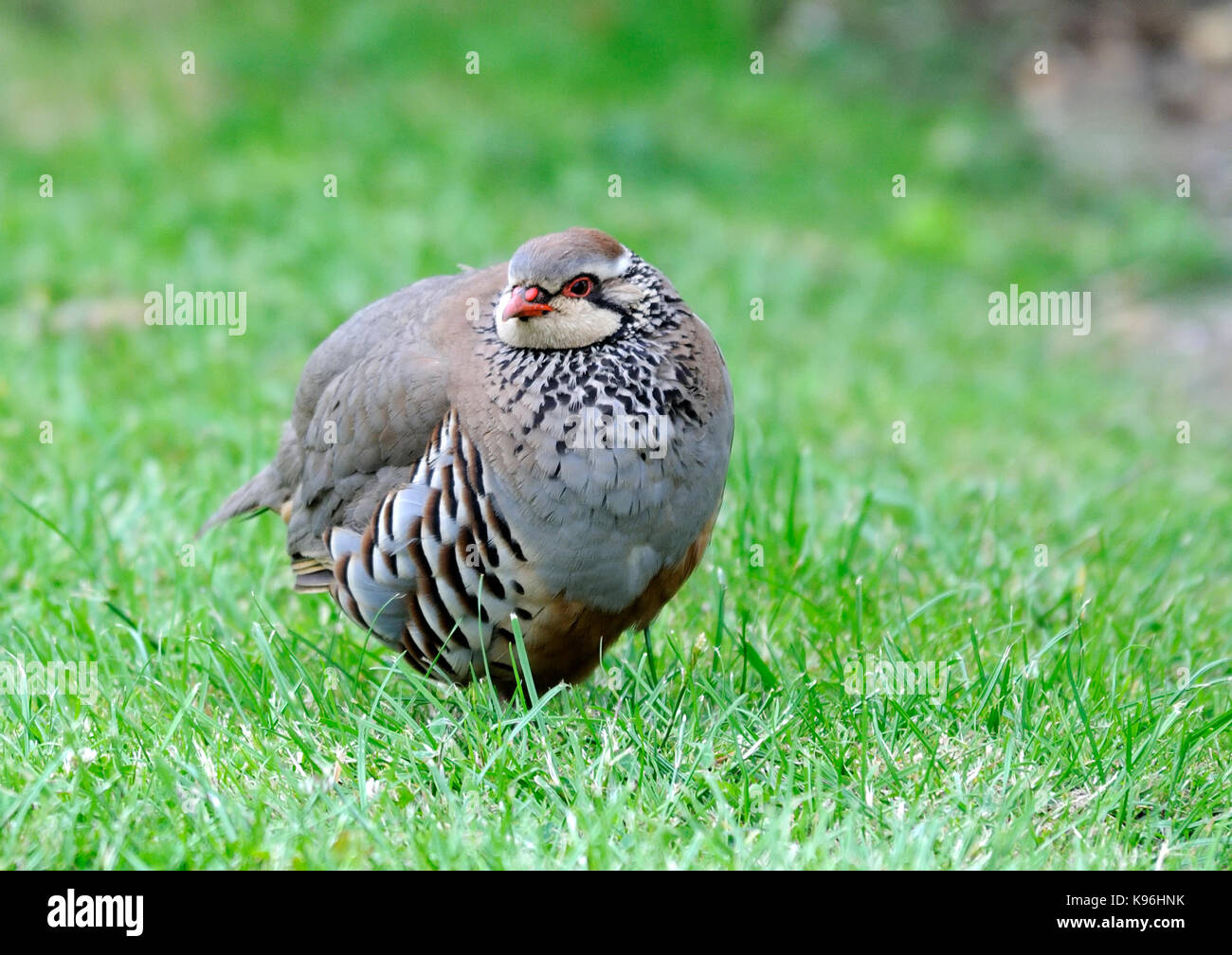 A red - legged partridge ( Alectoris rufa ) feeding in a field in the early morning Stock Photo