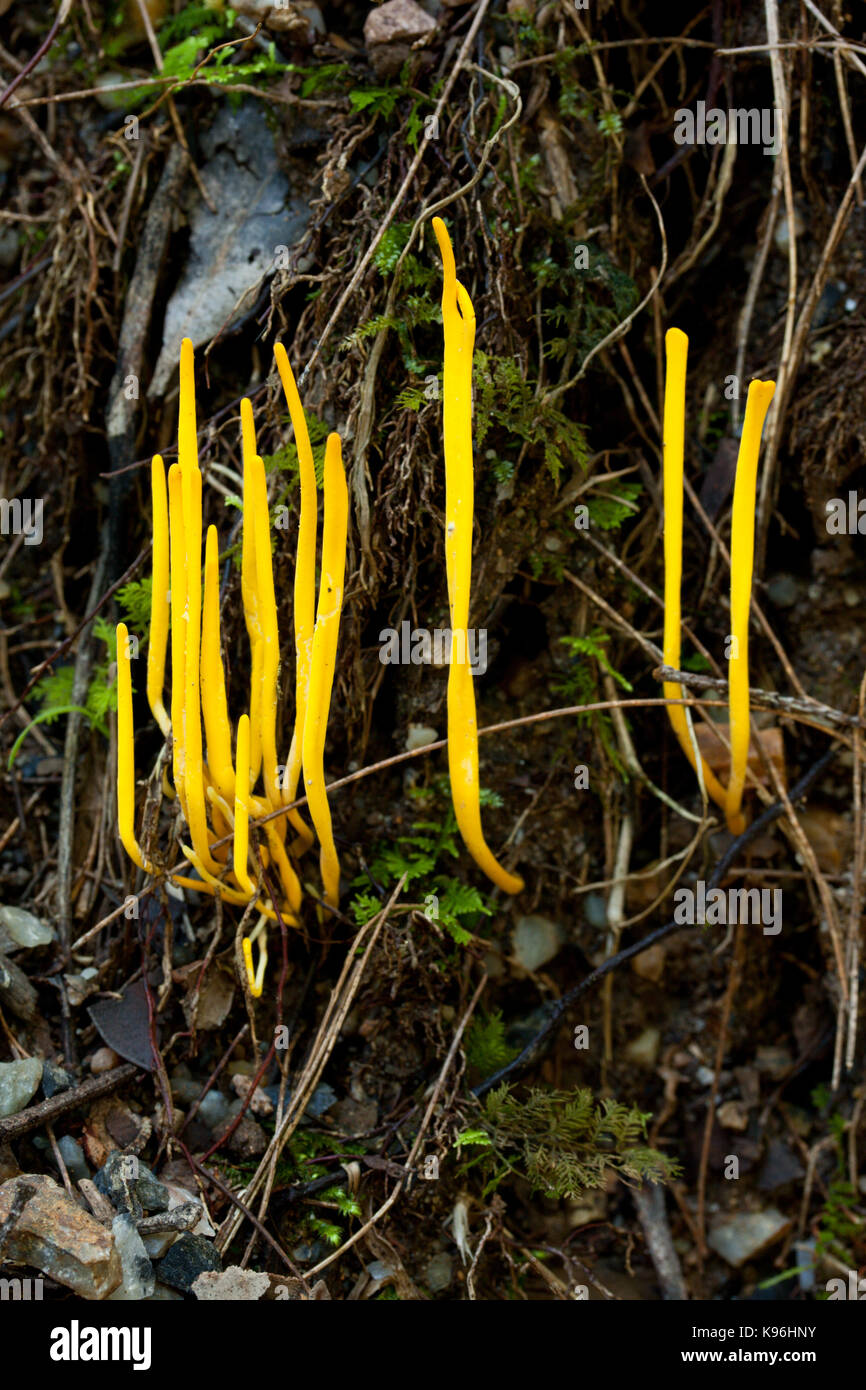 Yellow Coral Fungus (Clavaria amoena) on road embankment. Couchy Creek Nature Reserve. New South Wales. Australia. Stock Photo