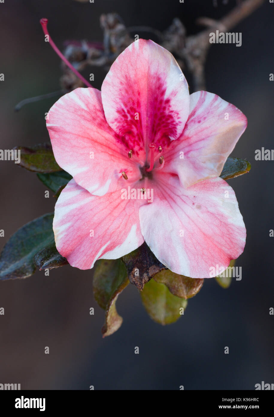 Variegated Azalea flower (Rhododendron sp.). Cultivar. Hopkins Creek. New South Wales. Australia. Stock Photo