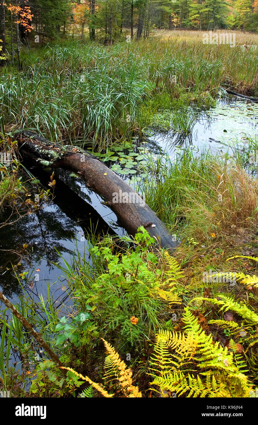 An autumn stream near Canterbury, New Hampshire Stock Photo Alamy