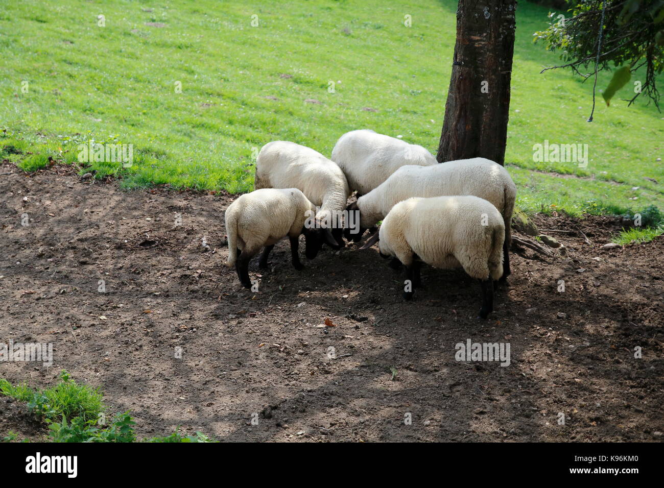 Gruppe Schafe auf der Weide Stock Photo