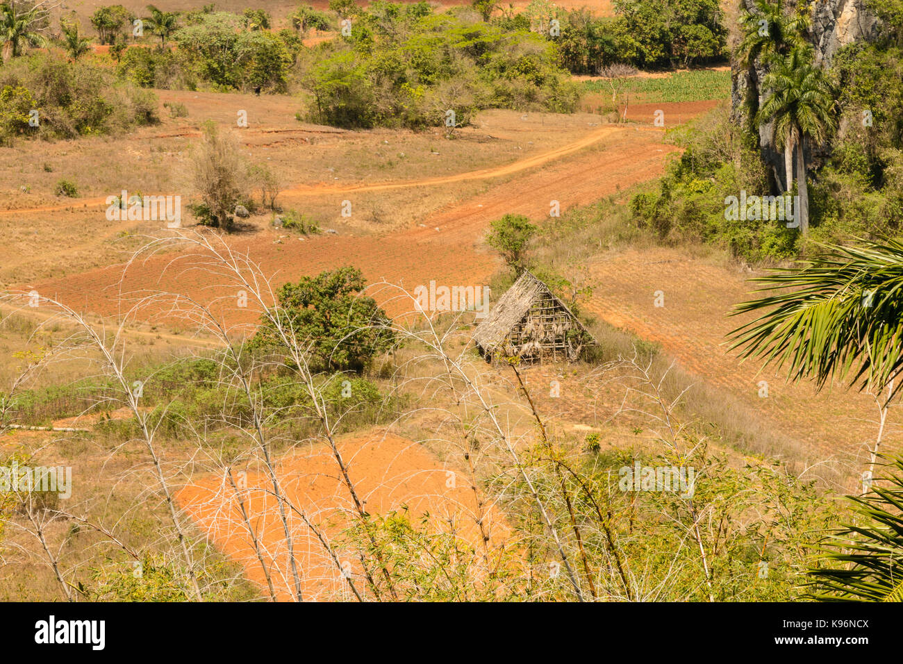 Tobacco plantation, Vinales National Park, UNESCO World Heritage Site, Vinales Valley Pinar del Rio Province,  Cuba, Caribbean Stock Photo