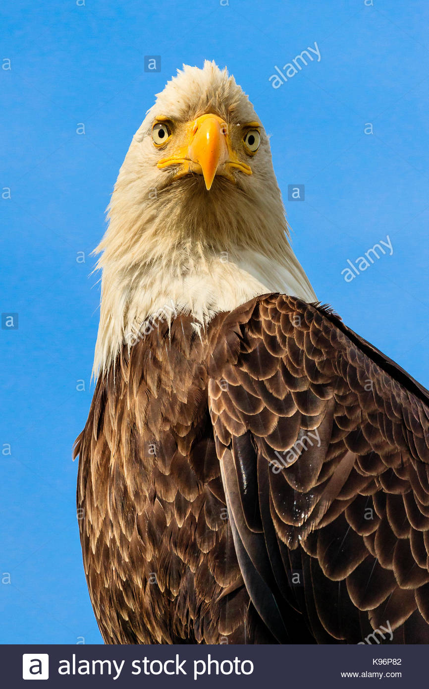 Bald Eagle, Haliaeetus leucocephalus, portrait against blue sky along the shoreline of Cook Inlet. Stock Photo