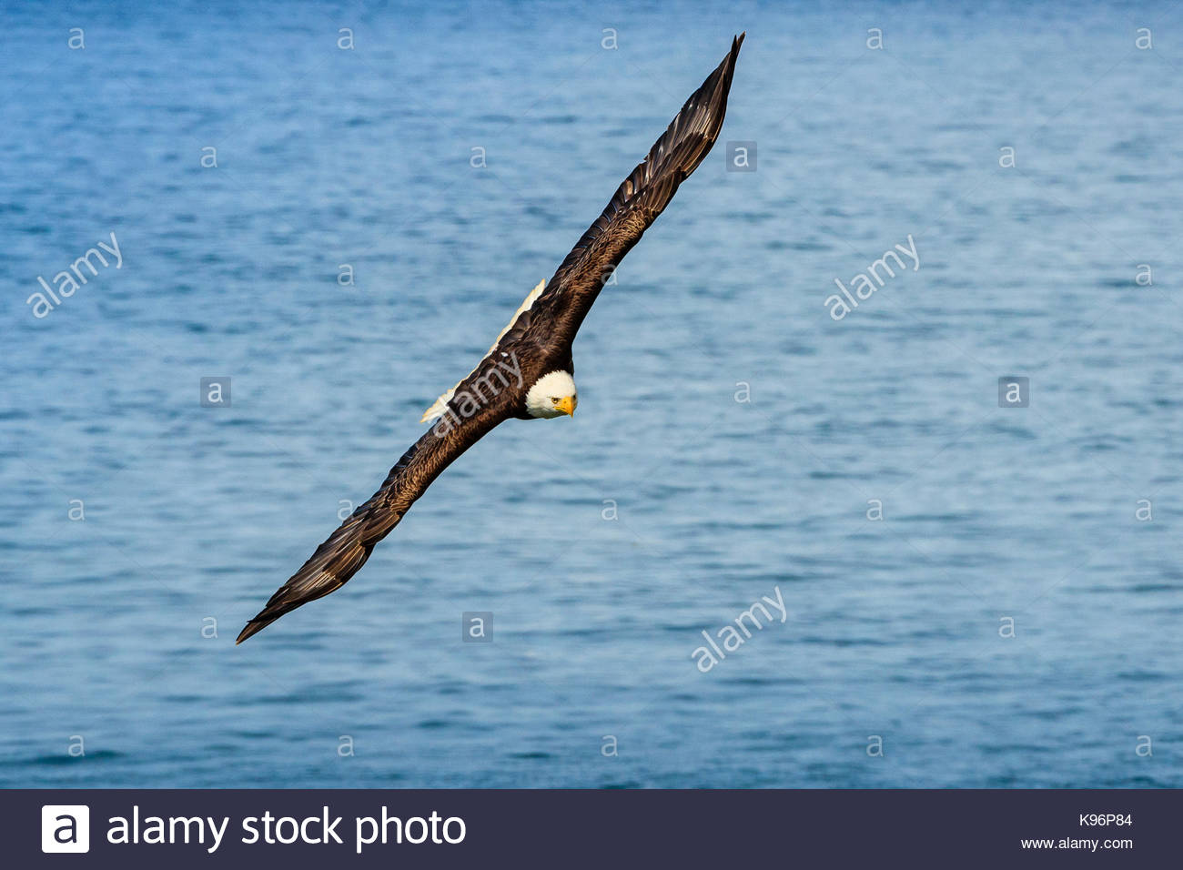 Bald Eagle, Haliaeetus leucocephalus, in flight along the shoreline in Cook Inlet, Alaska. Stock Photo