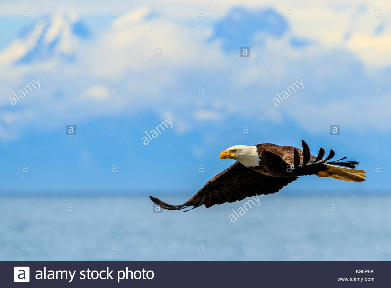 Bald Eagle, Haliaeetus leucocephalus, in flight along the shoreline in Cook Inlet, Alaska. Stock Photo