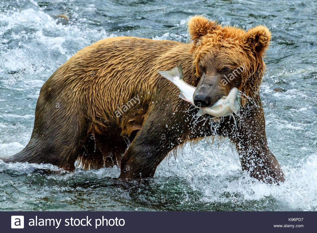 Yearling brown bear, Ursus arctos, catches a sockeye salmon below Brooks Falls. Stock Photo