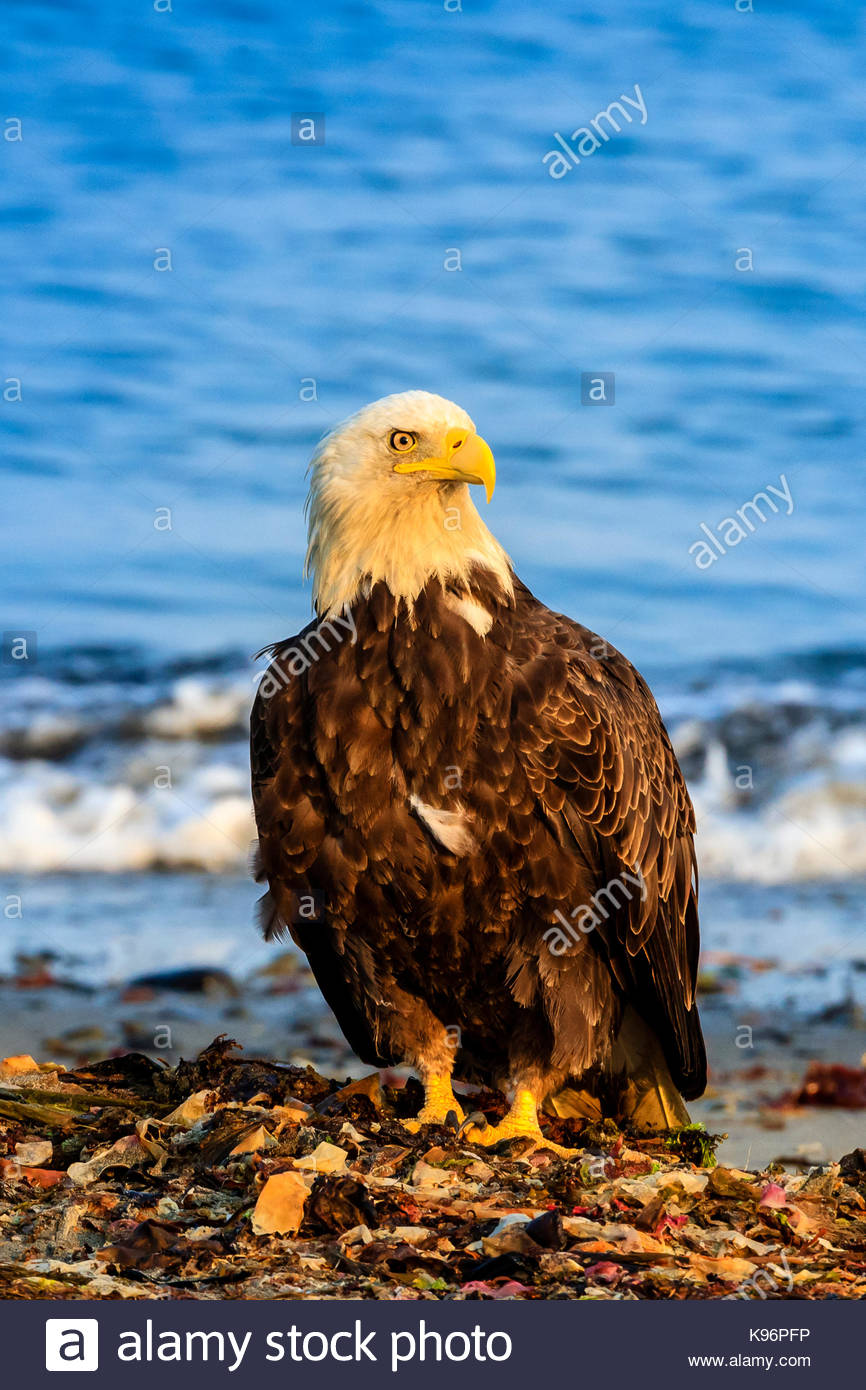 Bald Eagle, Haliaeetus leucocephalus, perched on seaweed along the shore in Cook Inlet. Stock Photo