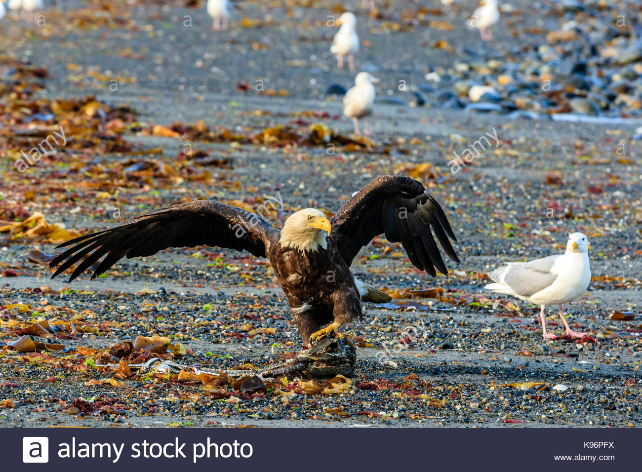 Bald Eagle, Haliaeetus leucocephalus, drags a fish at low tied along the shoreline of Cook Inlet. Stock Photo