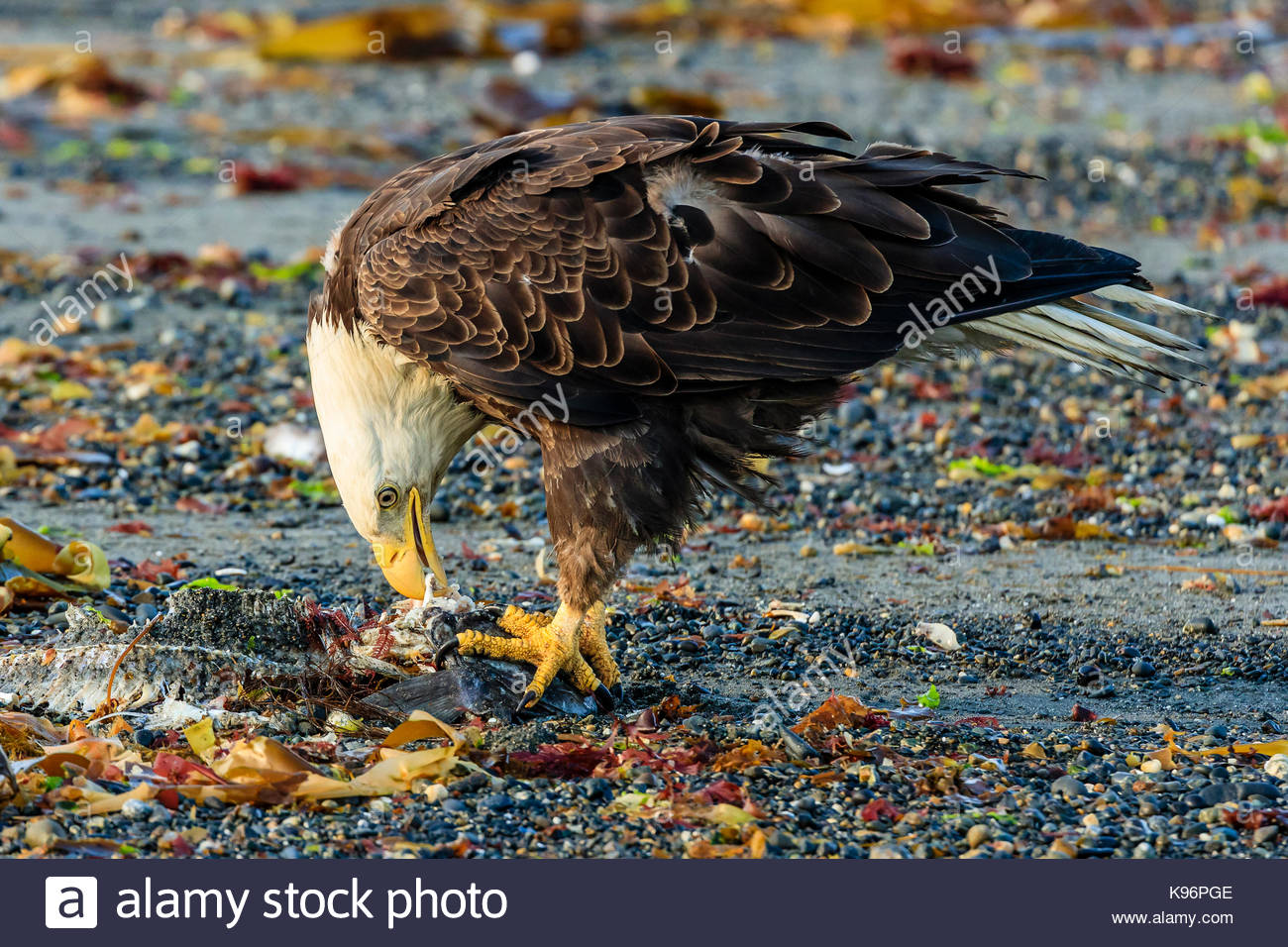 Eagle Eating Fish Stock Photos & Eagle Eating Fish Stock Images - Alamy