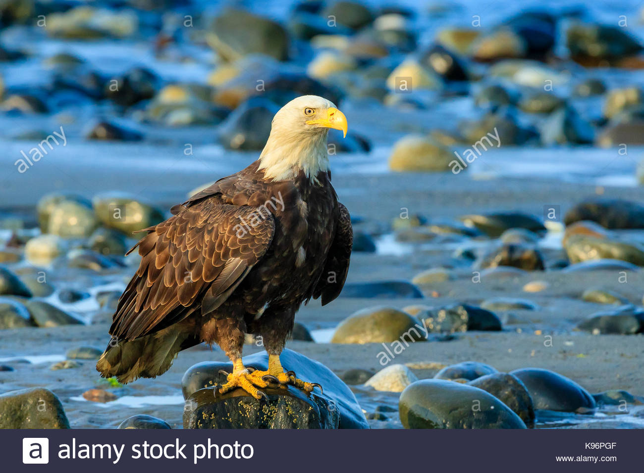 Bald Eagle, Haliaeetus leucocephalus, perched on boulders at low tied along the shoreline of Cook Inlet. Stock Photo