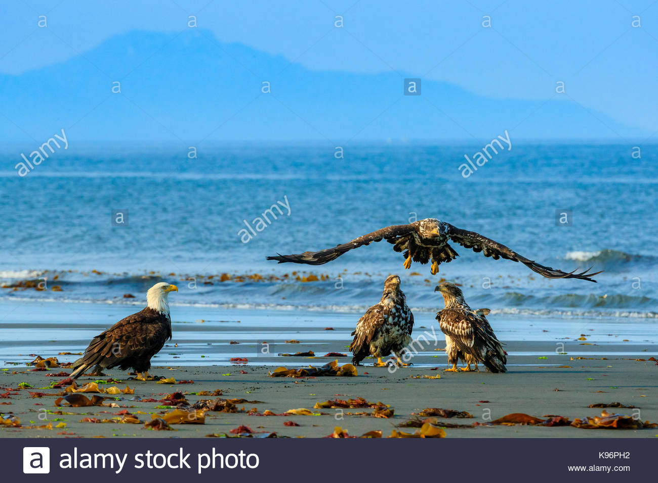 Immature Bald Eagles, Haliaeetus leucocephalus, in flight fishing along the shoreline in Cook Inlet. Stock Photo