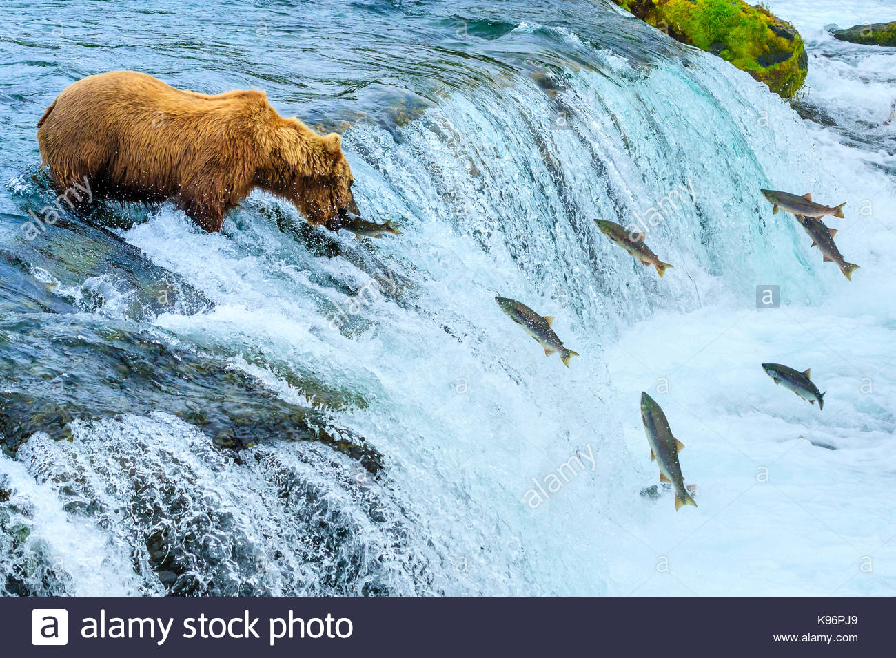 Brown bear, Ursus arctos, fishing for sockeye salmon at Brooks Falls. Stock Photo