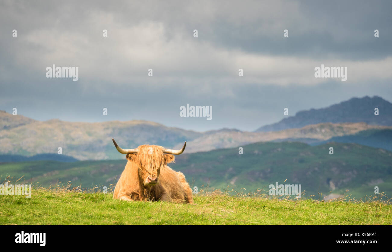 Highland Cow in Lowick, Cumbria with the Old Man of Coniston behind. Stock Photo