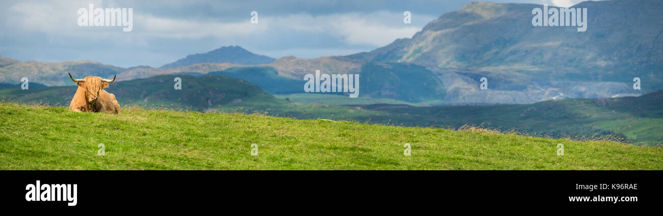 The view from Lane Head in the Crake Valley towards the Furness Fells.  The Highland Cow in the foreground was curious about what I was up to. Stock Photo