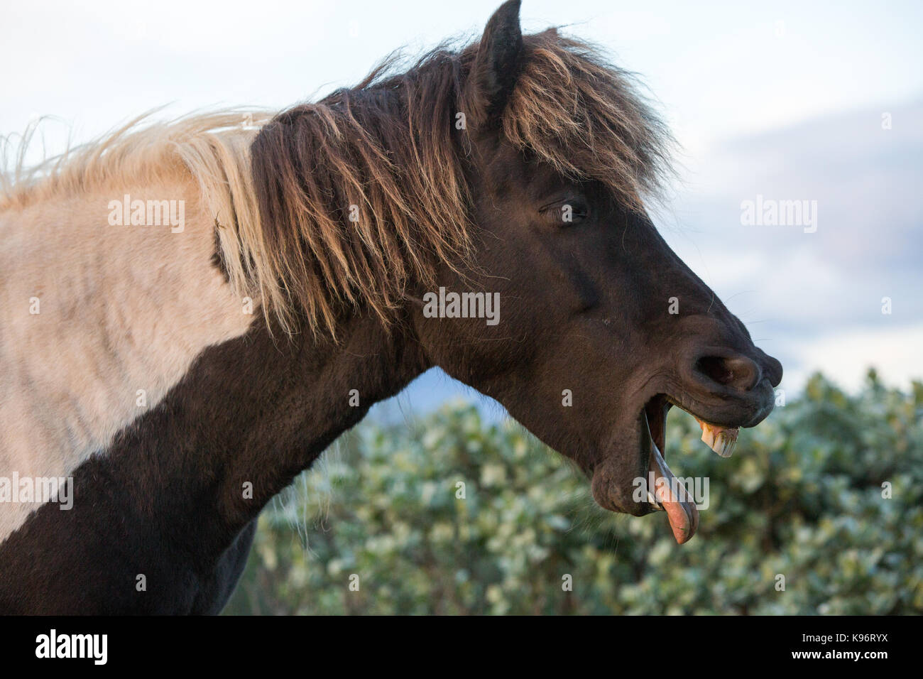 Horse sticking out tongue day hires stock photography and images Alamy