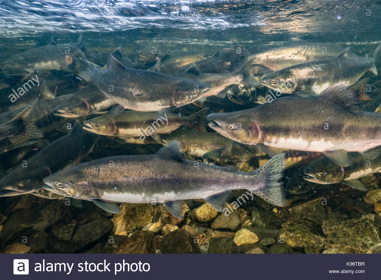 Salmon Swimming Up Stream Stock Photos & Salmon Swimming Up Stream