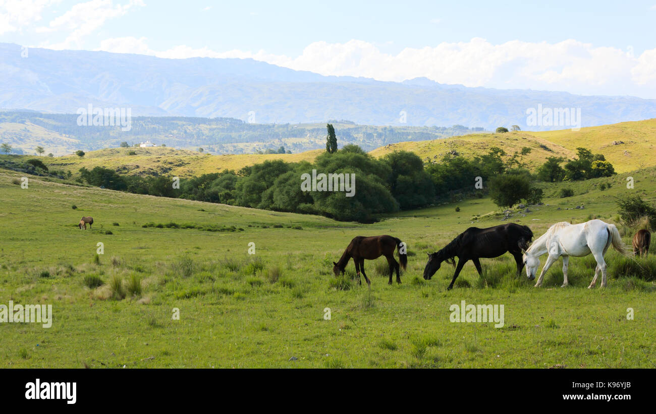 CORDOBA, ARGENTINA. Beautiful photograph taken in the sierras of Cordoba, Argentina. Valley of Calamuchita, near Villa Yacanto. Field with horses. Stock Photo