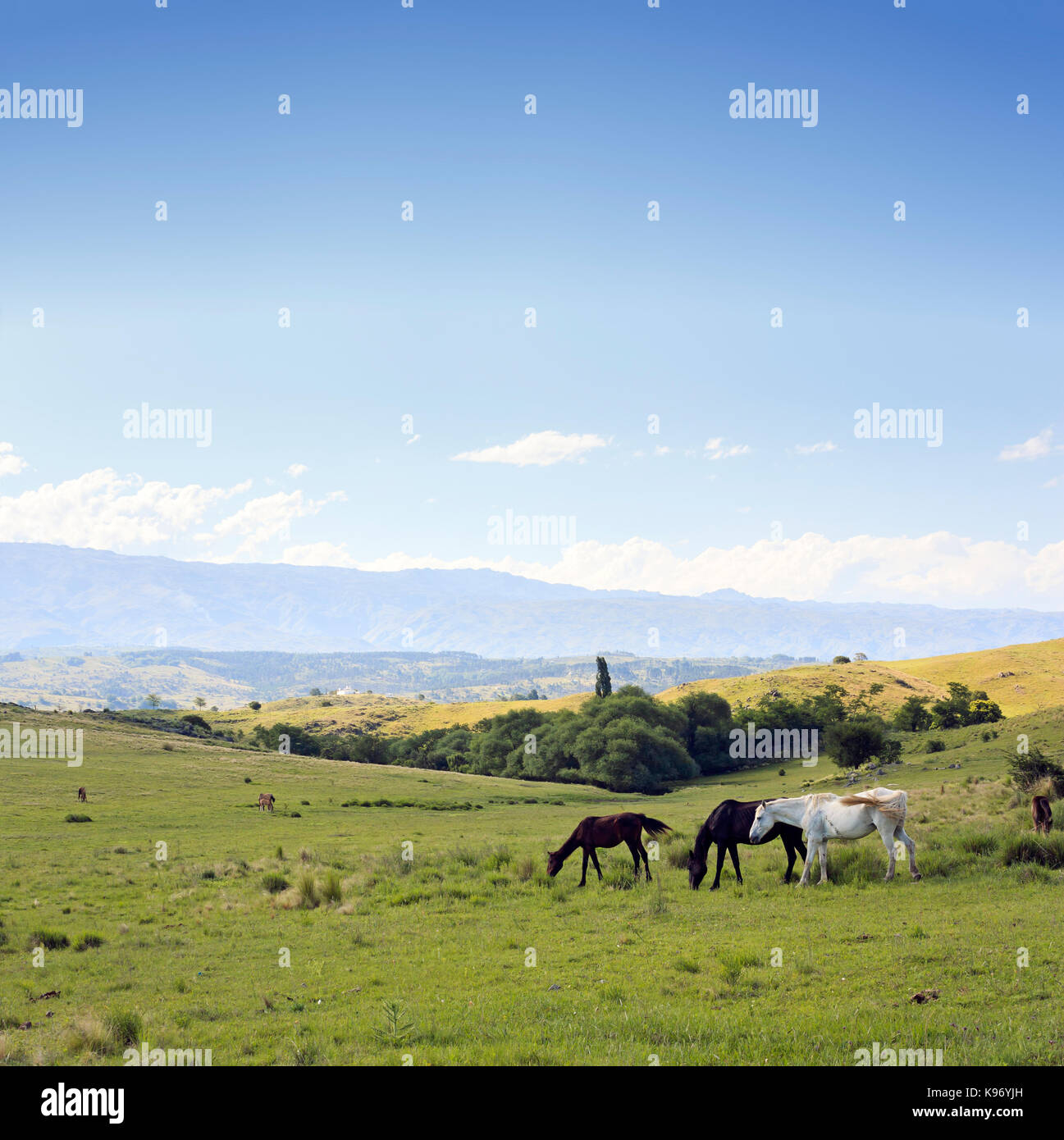 CORDOBA, ARGENTINA. Beautiful photograph taken in the sierras of Cordoba, Argentina. Valley of Calamuchita, near Villa Yacanto. Field with horses. Stock Photo