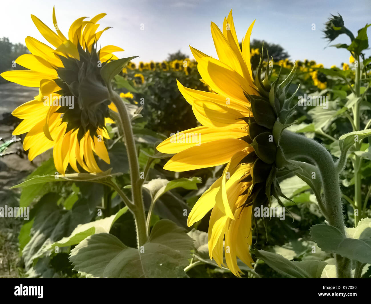 SunFlower natural Stock Photo