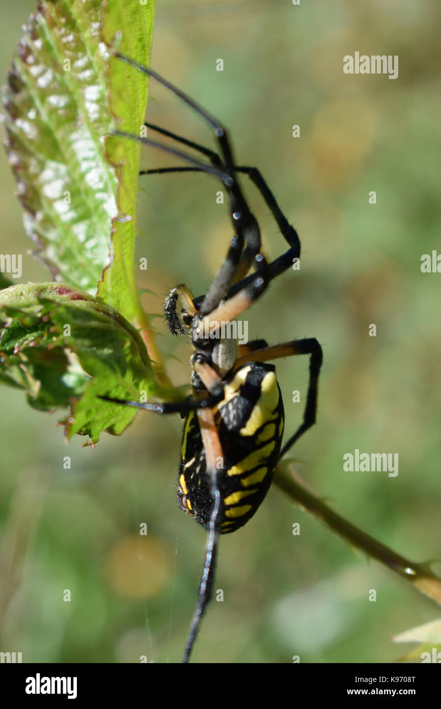 Black orb weaver spider hi-res stock photography and images - Alamy