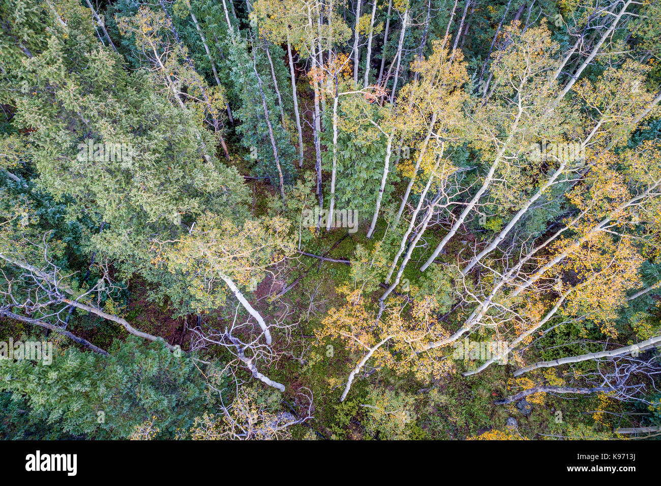 spruce and aspen in fall colors at Kenosha Pass in Colorado's Rocky