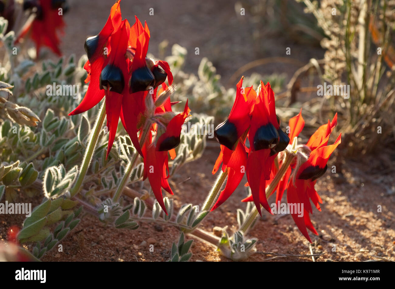 Growing wild in semi arid country near Broken Hill in Western NSW, this Sturt's Desert Pea stands out in an otherwise bland landscape. Stock Photo