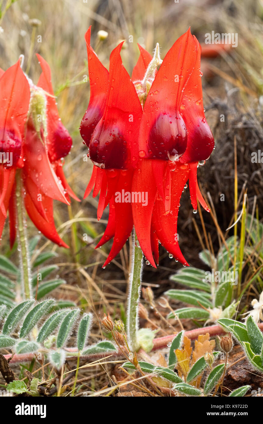 More unusual variant of Sturt's Desert Pea, this one with a ruby red centre rather than the more traditional version with black centre. Stock Photo