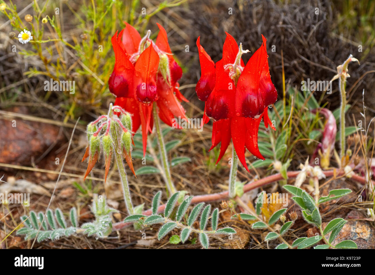 Sturt's Desert Pea flower with ruby red centre instead of the normal black. Stock Photo