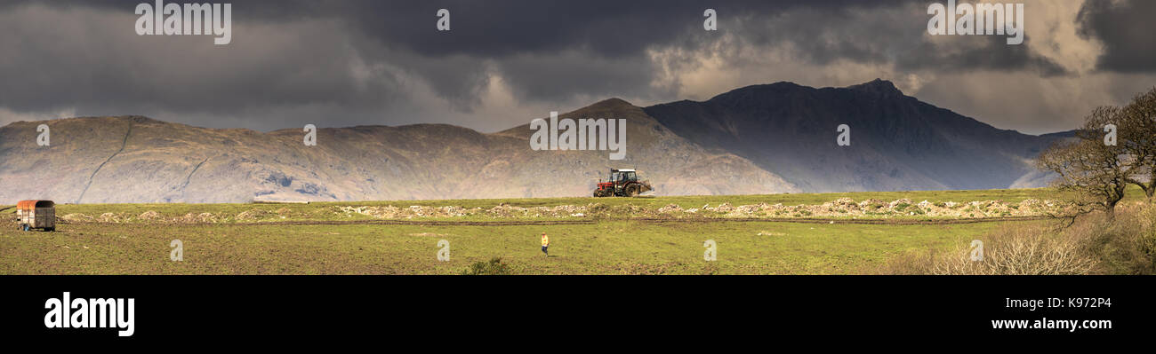 The farmer was working at Sayles Farm near Colton with a dramatic backdrop formed by Coniston Old Man with dark clouds casting shadows over it on a su Stock Photo